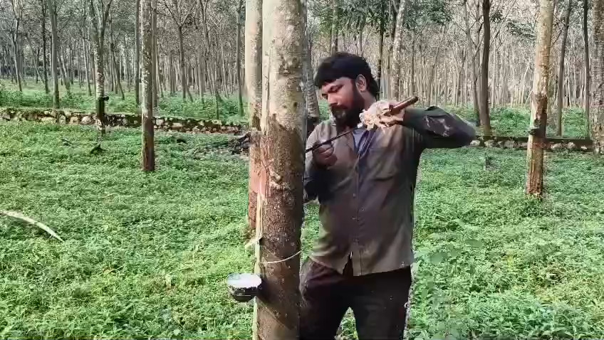 apm plantation worker